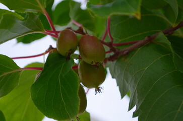 Berries actinidia on a branch close-up in the garden