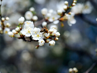 Śliwa tarnina, tarnina, tarka (Prunus spinosa L.) jest krzewem o pięknych kwiatach który zaczyna kwitnąć na przedwiośniu, jest również surowcem do mieszanek ziołowych stosowanych w naturalnej medycyni