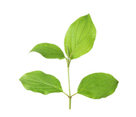 Branch with green leaves isolated on white