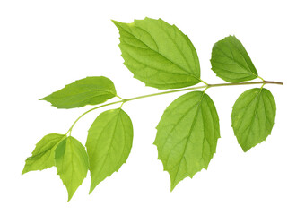Branch with green leaves isolated on white