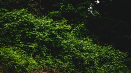 Obraz premium Lush Green Foliage Wall Background Texture Nature Scene Dark Green Leaves