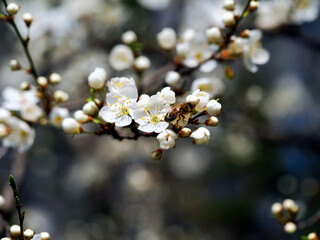 Śliwa tarnina, tarnina, tarka (Prunus spinosa L.) jest krzewem o pięknych kwiatach który zaczyna kwitnąć na przedwiośniu, jest również surowcem do mieszanek ziołowych stosowanych w naturalnej medycyni