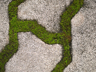 Moss growing along the sidewalk grooves