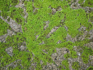 Fototapeta premium Moss on the cement block sidewalk 
