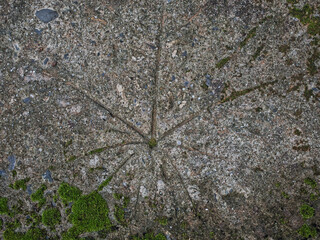Footpath with a wooden stem pattern