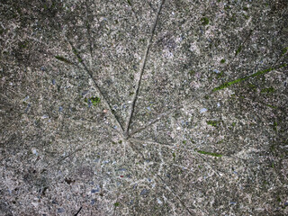 Footpath with a wooden stem pattern