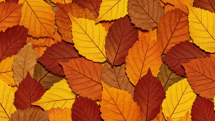 Autumn's Embrace: A vibrant collection of autumn leaves, showcasing a stunning spectrum of warm hues and intricate textures, evokes the beauty and serenity of the fall season.