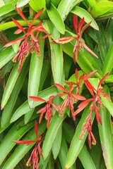 Obraz premium Vibrant Red Bromeliad Flowers Blooming Amid Lush Green Foliage