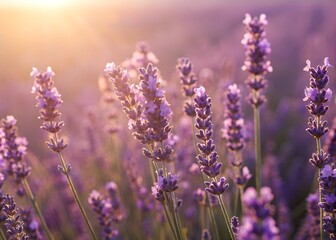 Obraz premium Close-up of vibrant purple lavender flowers in full bloom, bathed in sunlight , lilac, detail, aromatic