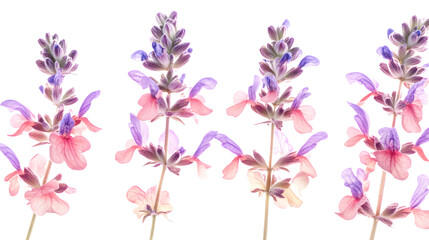 Vibrant Inflorescences of Clary Sage Salvia sclarea - Isolated Botanical Image