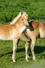 Haflinger horses on the grass in Austria