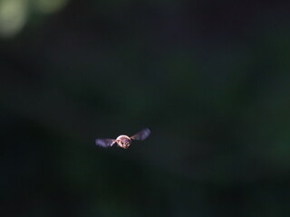 Drone Fly (Eristalis tenax) in flight
