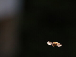 Drone Fly (Eristalis tenax) in flight