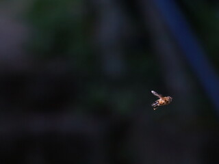 Drone Fly (Eristalis tenax) in flight
