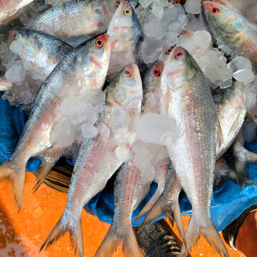 Lots of frozen Hilsa Fish on wholesale market