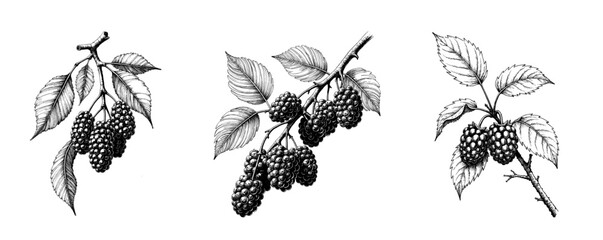 Black ink sketch of mulberry branch with leaves and berries  