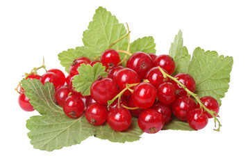 Red currants isolated on white background