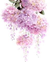 Fototapeta premium Watercolor pastel pink and lavender hydrangeas, white background, small flowers hanging down from the top of the picture