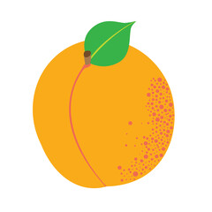 Apricot Clipart PNG – Hand-Drawn Summer Fruit Illustration – Transparent Background

