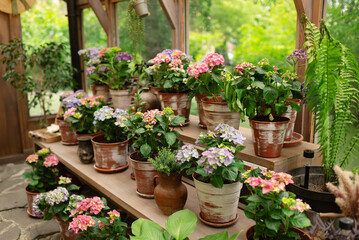 Colorful potted flowers arranged on wooden shelves in a cozy greenhouse, surrounded by garden tools...