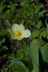 A mesmerizing close-up of a yellow flower, its petals glowing under soft light as glistening nectar pools at its center. The vivid hues and delicate details evoke warmth, vitality, and natural eleganc