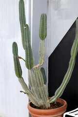 A large and prickly cactus in a city park.