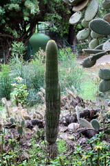 A large and prickly cactus in a city park.