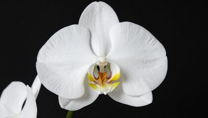 White orchid on black background