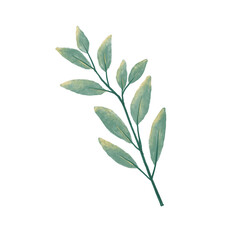 green leaves isolated on white