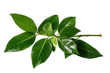 Fototapeta premium Curry Leaves Vegetable Isolated on White Background