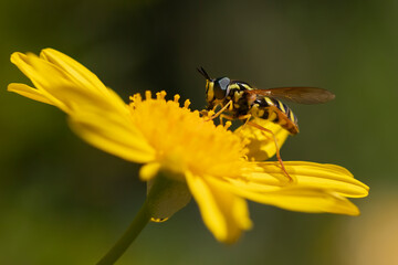 Chrysotoxum cautum, Hoverfly, yellow and black stripes macro shot on bright yellow daisy feeds on pollen detail of compound eye and body in side profile Alderney Channel Islands
