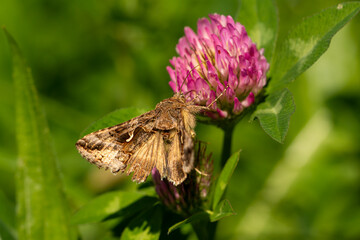 Close-up of the silver Y (Autographa gamma) - brown migratory moth (night butterfly) feeding on thistle
