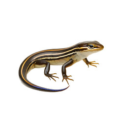 Naklejka premium Close-up of a Striped Skink Lizard with Detailed Scales on Transparent Background