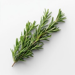 Obraz premium Fresh rosemary sprig with vibrant green leaves on white background