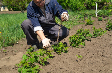 A gardener tends to young raspberry plants in well-tilled soil, using care and expertise to support...