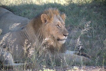 Dominant Male Lion Guarding Territory – Animal of Africa