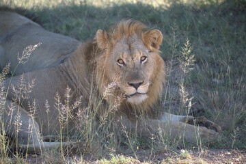 Dominant Male Lion Guarding Territory – Animal of Africa