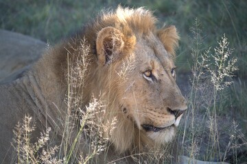 Dominant Male Lion Guarding Territory – Animal of Africa