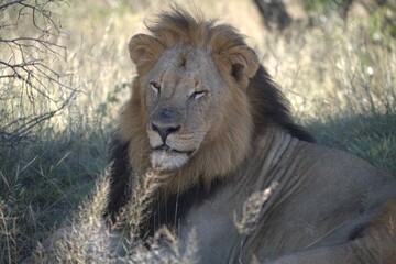 Dominant Male Lion Guarding Territory – Animal of Africa