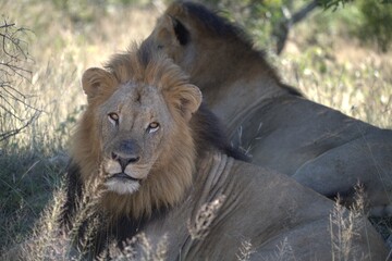 Dominant Male Lion Guarding Territory – Animal of Africa
