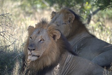 Dominant Male Lion Guarding Territory – Animal of Africa