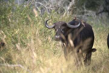 buffalo in Savanna , Animal of Africa