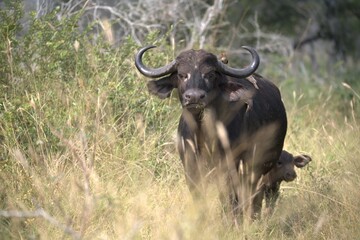 buffalo in Savanna , Animal of Africa