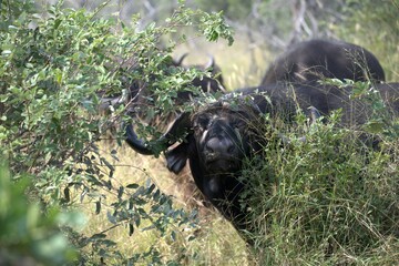 buffalo in Savanna , Animal of Africa