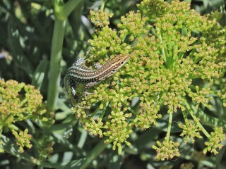 A well-camouflaged green lizard blends seamlessly with the plant it rests upon, highlighting its...