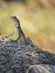 A lizard sits on a rock, alert and curious in its natural habitat.
