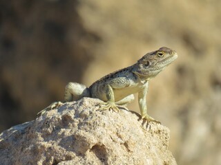 A lizard is perched on a rock, showcasing its stance and natural environment.