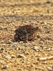 Two toads engage in mating behavior on a rocky surface, surrounded by their natural habitat.
