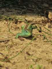 A close-up of a lizard, showcasing the intricate patterns and textures of its scaly skin.
