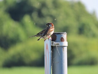 This artwork captures the resilience of nature as a Eurasian Tree Sparrow finds a resting place on...